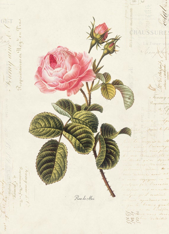 Vintage Botanical Flower Rose on French Ephemera Print 8x10