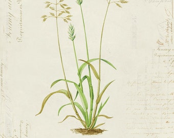 Vintage Botanical Plant "Soft Brome" on French Ephemera Print 8x10 P116