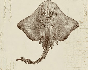 Stingray on French Ephemera Print 8x10 P194