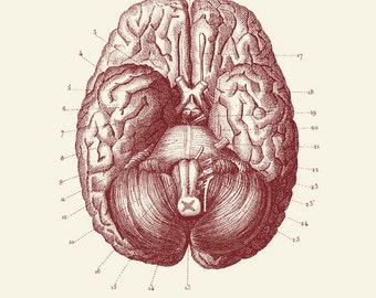 Vintage Human Anatomy, Brain,  "L'anatomie Humaine" Print 8x10 P307