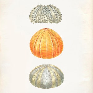 Vintage Sea Urchin Shell Print 8x10 P196