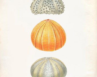 Vintage Sea Urchin Shell Print 8x10 P196