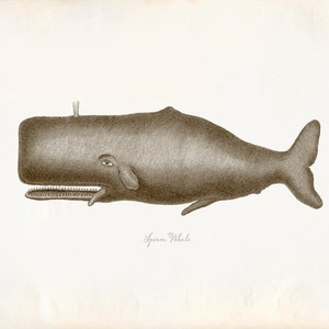 Vintage Sperm Whale Print 8x10 P224 image 1