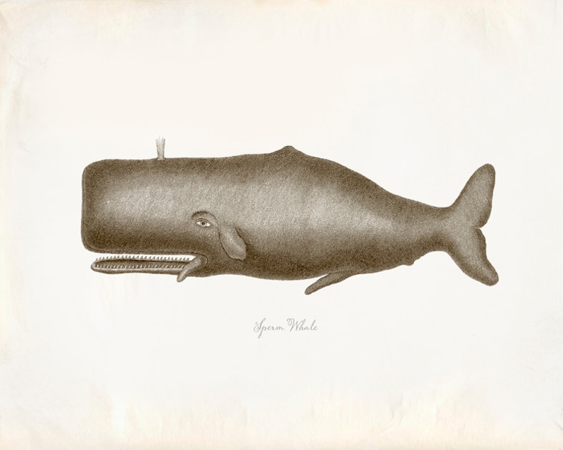 Vintage Sperm Whale Print 8x10 P224 image 1