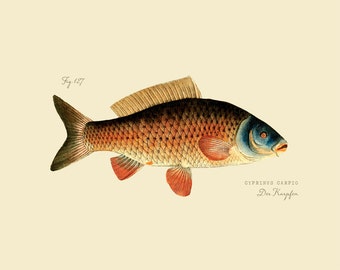 Vintage Fish "Der Karpfen" Print 8x10 P189