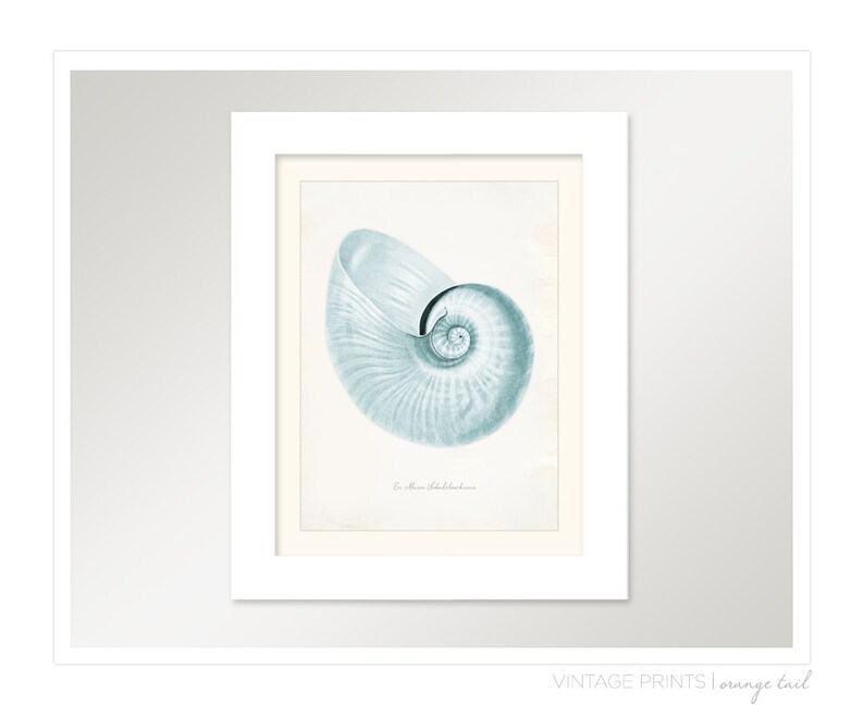 Vintage Sea Shell Print 8x10 P227 - Etsy