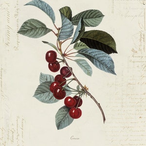 Vintage Cherry Cerise on French Ephemera Print 8x10 P154 image 1