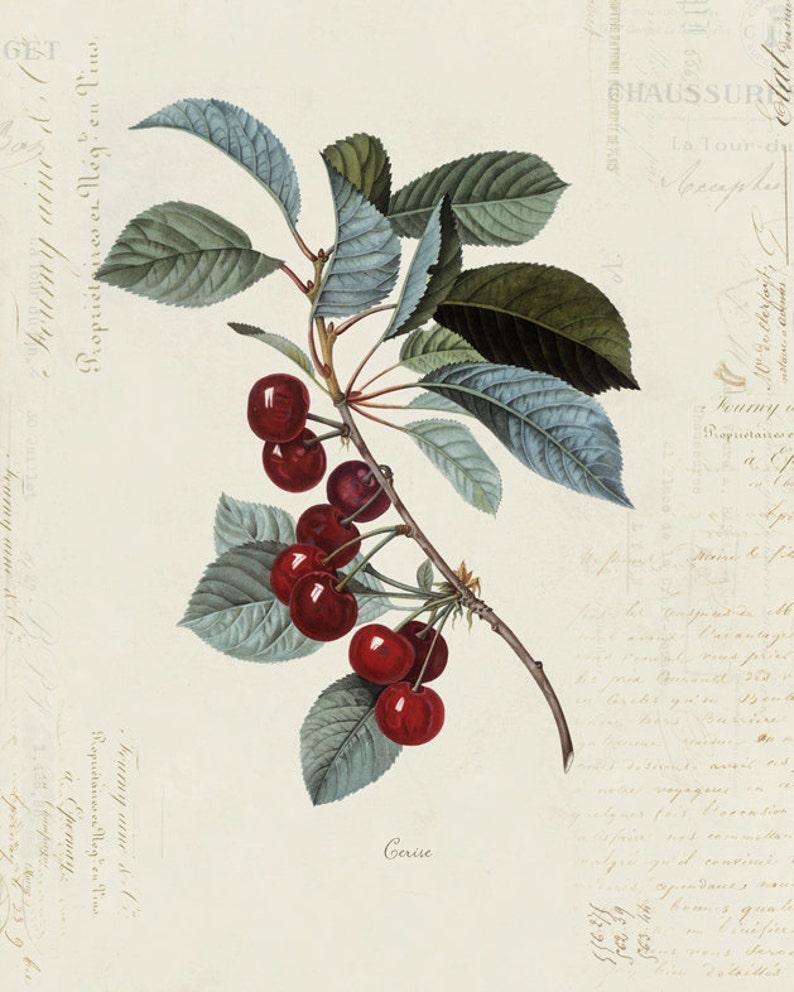 Vintage Cherry Cerise on French Ephemera Print 8x10 P154 image 1