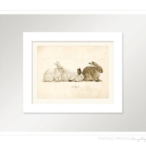 Vintage Rabbits on French Ephemera Print 8x10 P114 - Etsy