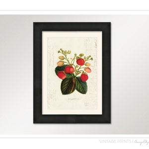 Vintage Botanical Strawberry Plant on French Ephemera Print 8x10 P35 image 2