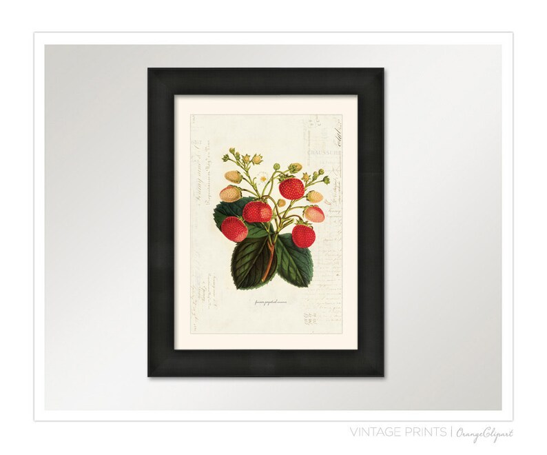 Vintage Botanical Strawberry Plant on French Ephemera Print 8x10 P35 image 2