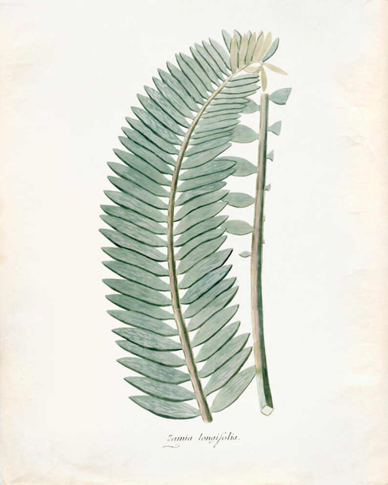 Vintage Zamia Plant Print 8x10 P240 image 1