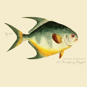 Vintage Fish &quot;Der Rautenformige Klippfish&quot; Print 8x10 P190