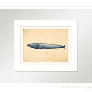 Vintage Blue Whale Print 8x10 P86 image 3