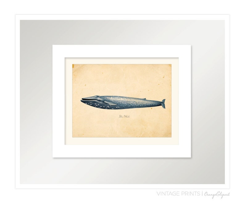 Vintage Blue Whale Print 8x10 P86 image 3