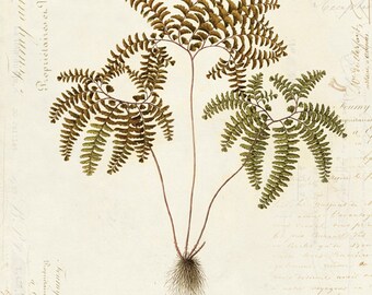 Vintage Botanical Fern Plant on French Ephemera Print 8x10 P37