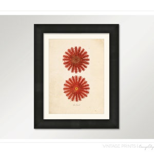 Vintage Sea Coral on Antique Ephemera Print 8x10 P104 image 2