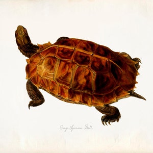 Vintage tortue sur papier Antique imprimer P280 de 8 x 10