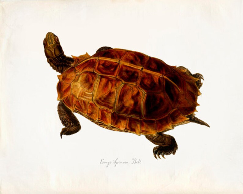 Vintage Turtle on Antique Paper Print 8x10 P280 image 1