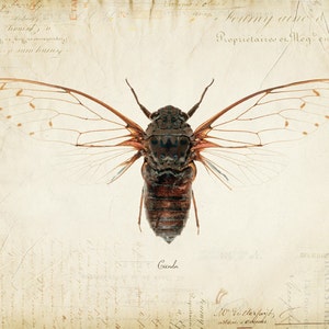 Vintage Cicada on French Ephemera Print 8x10 P55