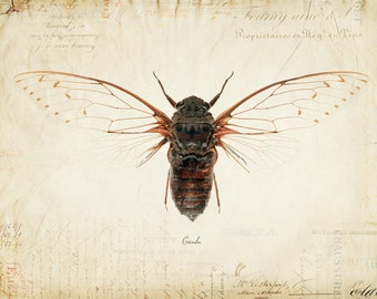 Vintage Cicada on French Ephemera Print 8x10 P55