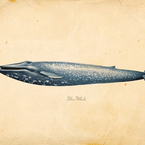 Vintage Blue Whale Print 8x10 P86 image 1