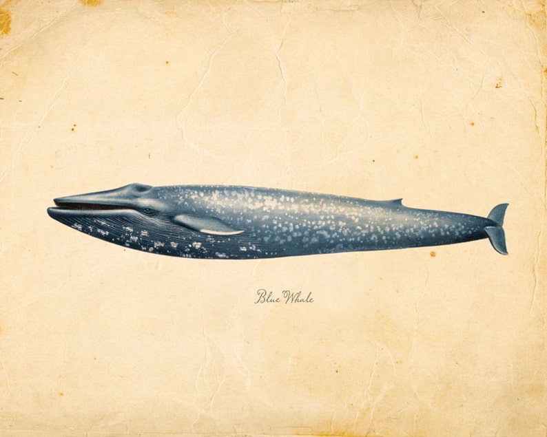 Vintage Blue Whale Print 8x10 P86 image 1