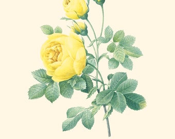 Vintage Yellow Rose Print 8x10 P205