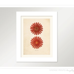 Vintage Sea Coral on Antique Ephemera Print 8x10 P104 image 3