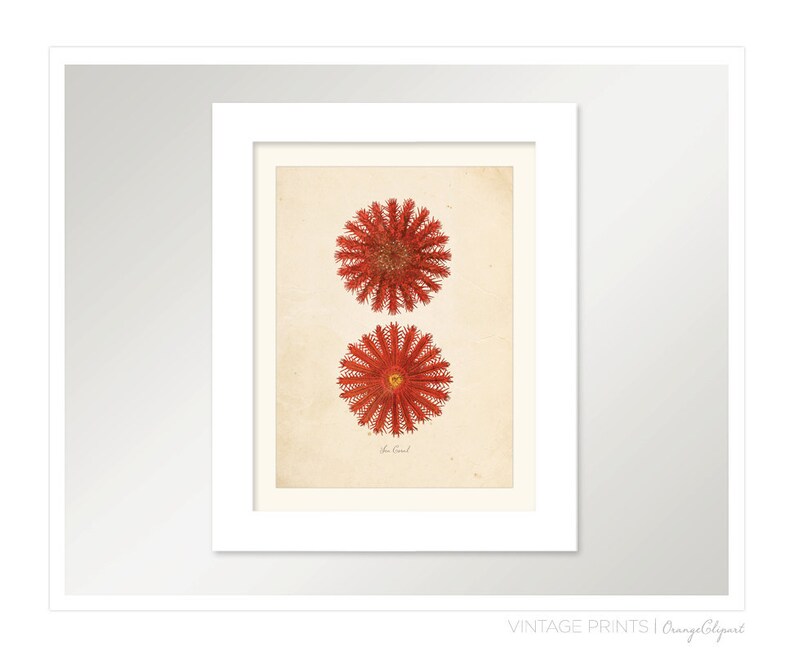 Vintage Sea Coral on Antique Ephemera Print 8x10 P104 image 3