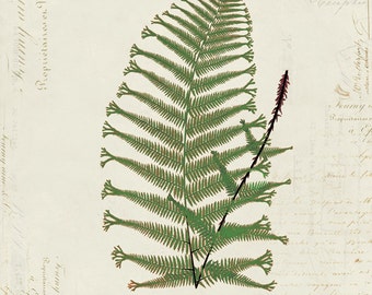 Vintage Fern on French Ephemera Print 8x10 P156