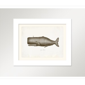 Vintage Sperm Whale Print 8x10 P224 image 2