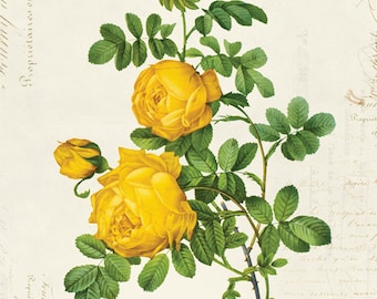 Vintage Botanical Floral on French Ephemera Print, Vintage Rose Print 8x10 P312