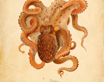 Vintage Octopus Squid Print 8x10 P262