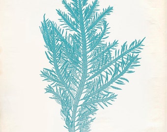 Vintage Ocean Kelp Seaweed Print 8x10 P201