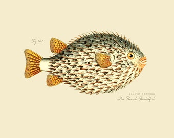 Vintage Fish "Der Rounde Stachelfish" Print 8x10 P187
