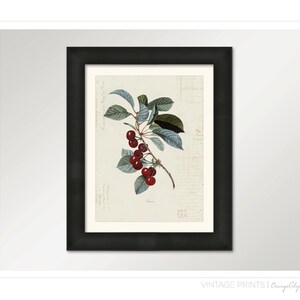 Vintage Cherry Cerise on French Ephemera Print 8x10 P154 image 3