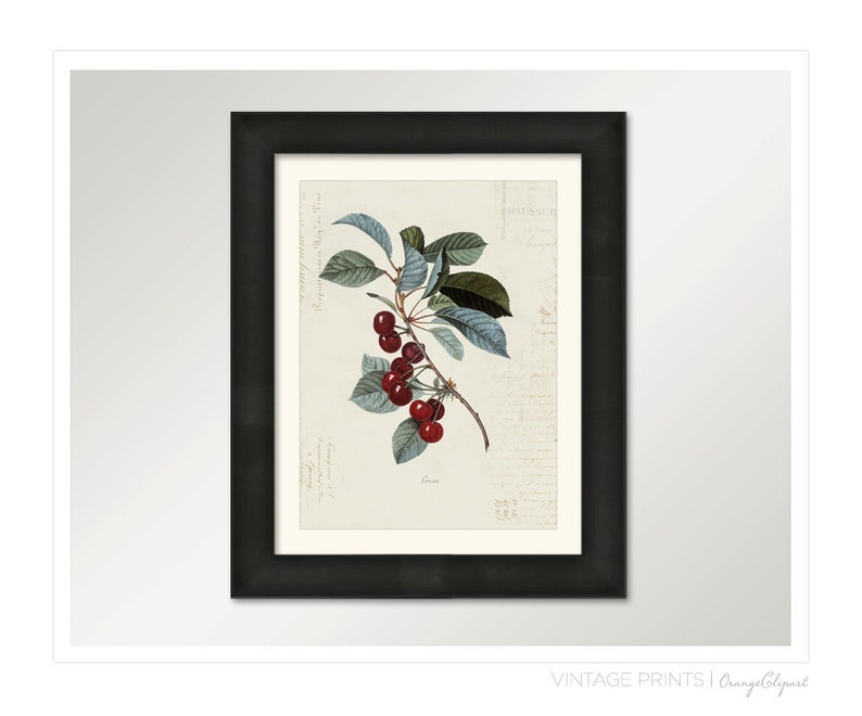 Vintage Cherry Cerise on French Ephemera Print 8x10 P154 image 3