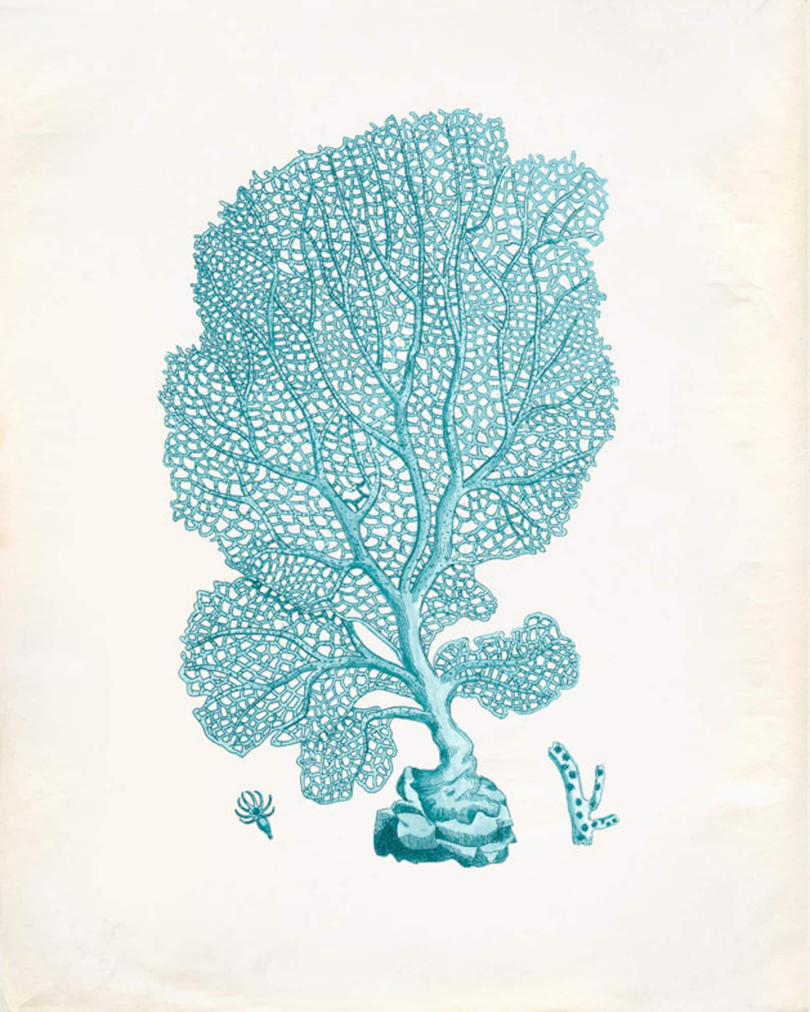Vintage Sea Fan Coral Print 8x10 P195 Etsy