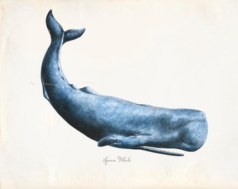 Vintage Sperm Whale Print 8x10 P230