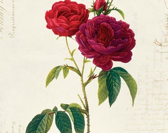 Vintage Botanical Floral on French Ephemera Print, Vintage Rose Print 8x10 P314