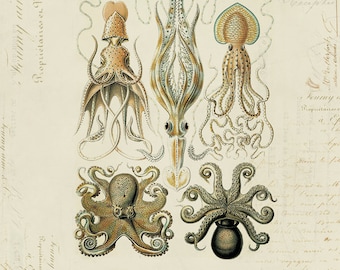 Vintage Octopus Squid on French Ephemera Print 8x10 P60