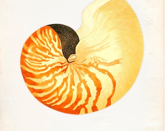 Vintage Sea Shell Nautilus Pompilius Print 8x10 P209