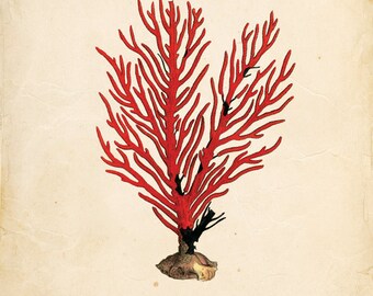 Vintage Sea Coral on Antique Ephemera Print 8x10 P127