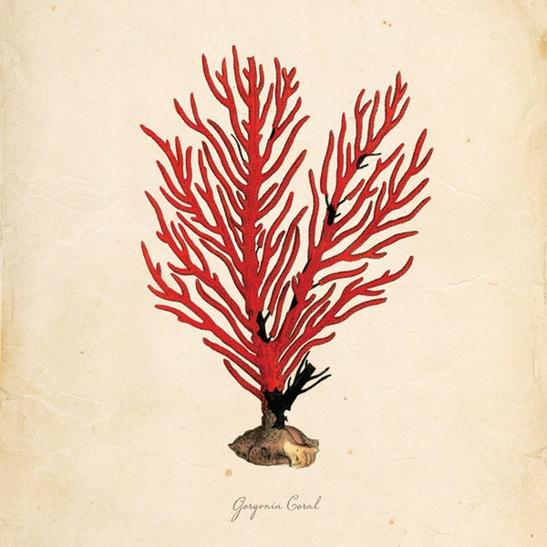 Coral mar vintage en Ephemera antiguo de impresión 8 x 10 P127