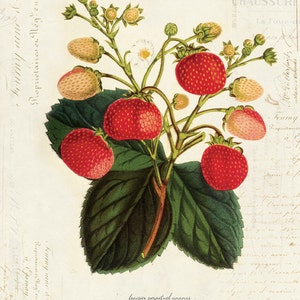 Vintage Botanical Strawberry Plant on French Ephemera Print 8x10 P35 image 1