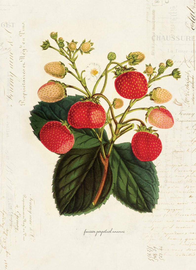 Vintage Botanical Strawberry Plant on French Ephemera Print 8x10 P35 image 1