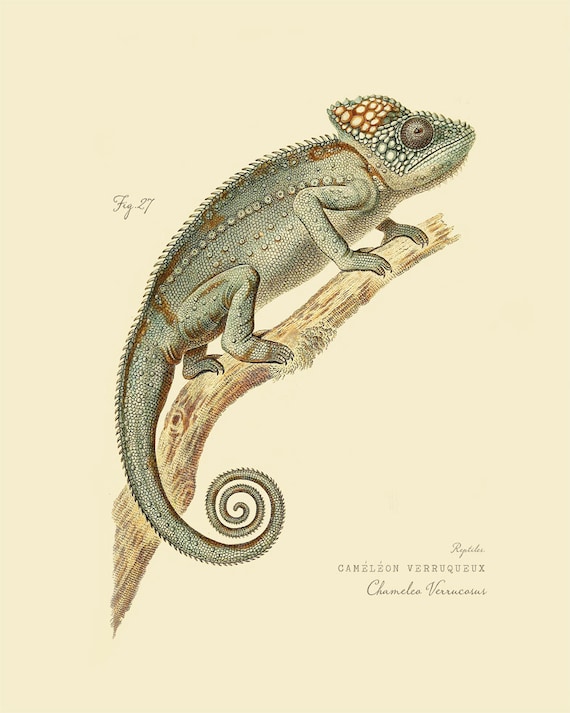 Vintage Reptile Chameleon chameleo Verrucosus Print 8x10 P175 