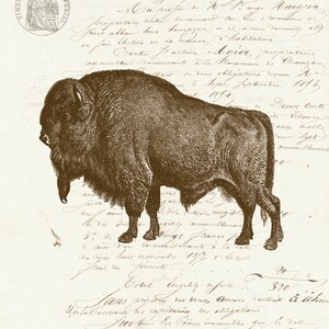 Bison Bison Vintage sur Français éphémères imprimer 8 x 10 P140