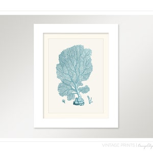 Vintage Sea Fan Coral Print 8x10 P195 image 2